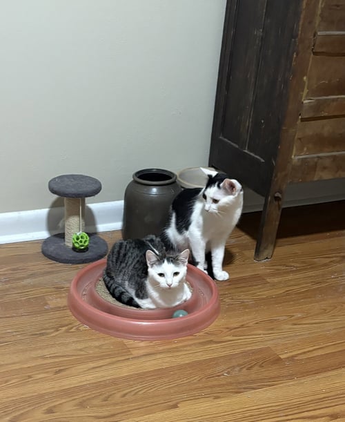 ELLIOTT - Domestic Short Hair available for adoption