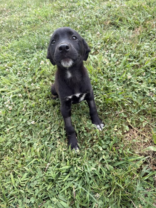 VIOLET - Terrier available for adoption