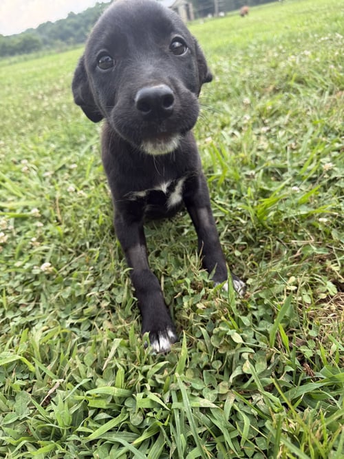 VIOLET - Terrier available for adoption