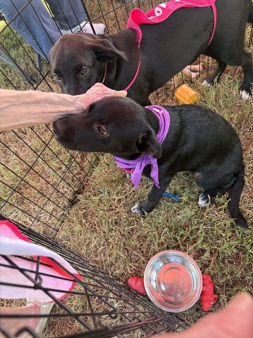 VIOLET - Labrador Retriever for adoption in Nashville
