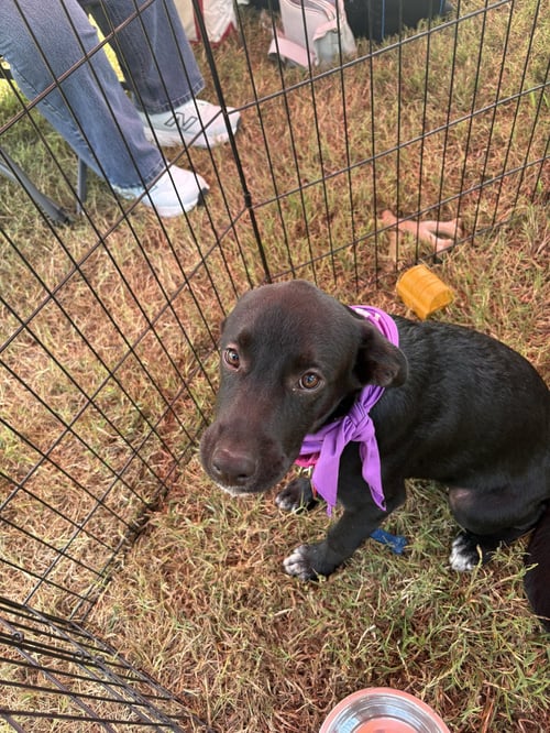 VIOLET - Labrador Retriever available for adoption