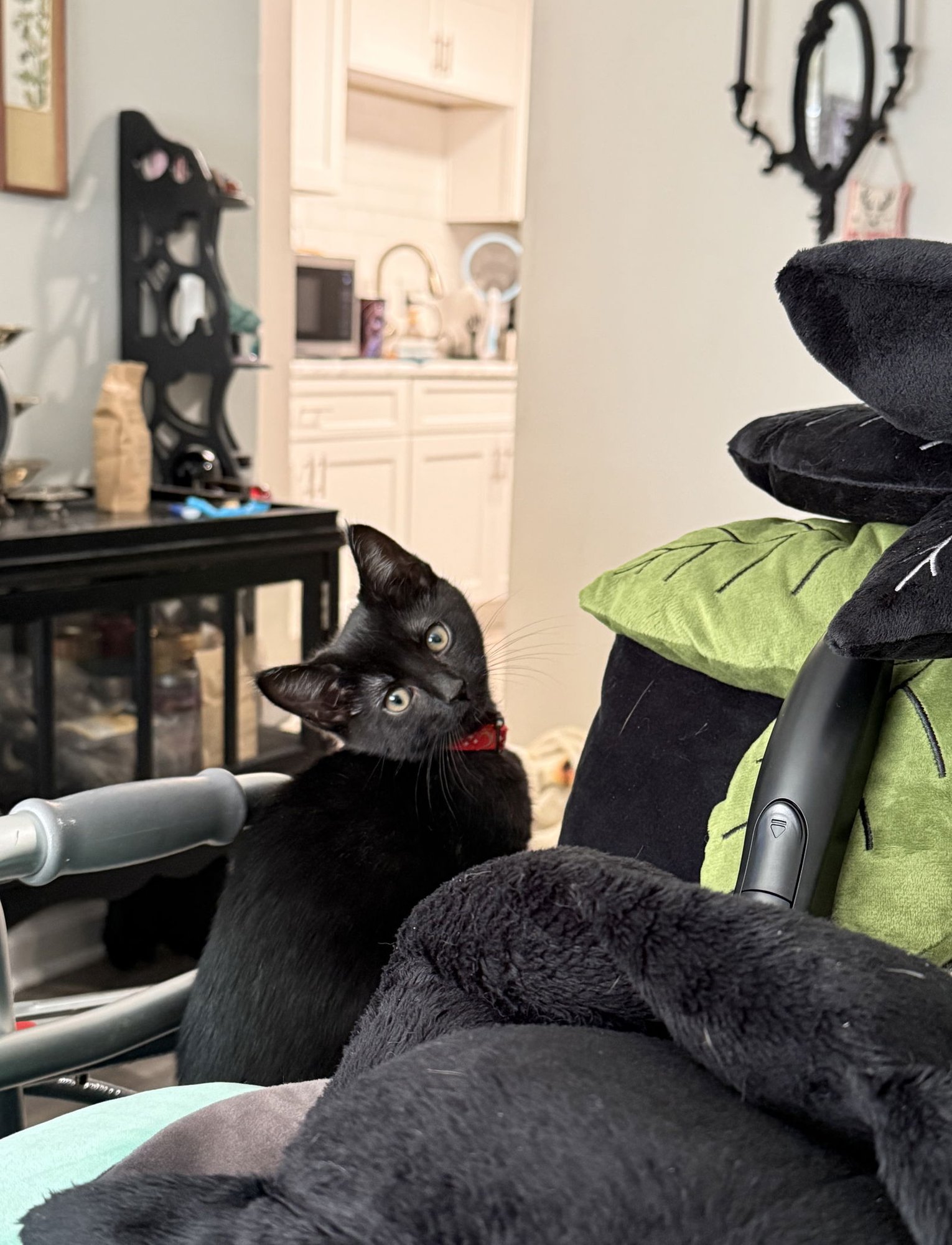 IRIS - Domestic Short Hair available for adoption