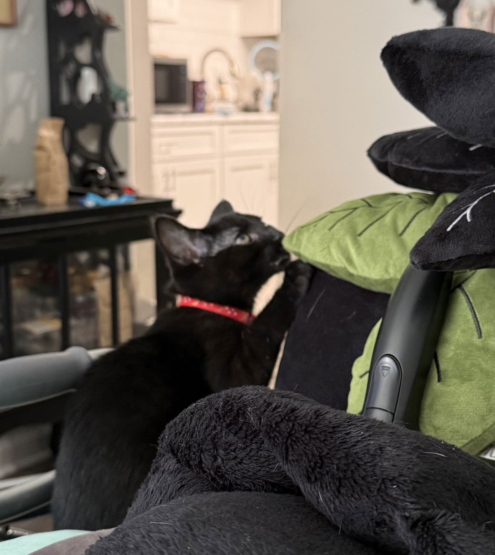 IRIS - Domestic Short Hair available for adoption