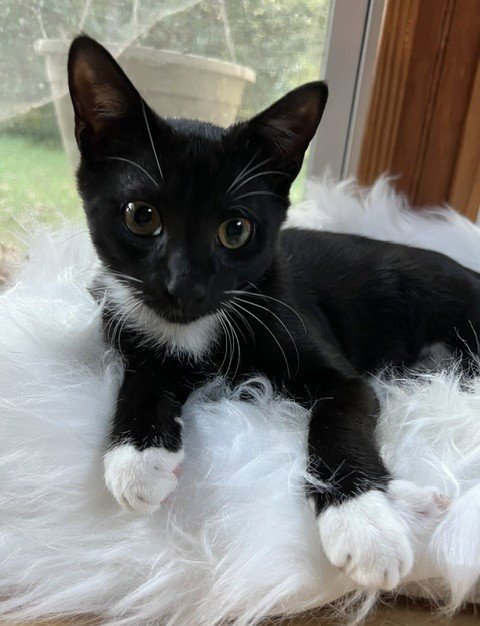 BANJO - Domestic Short Hair available for adoption