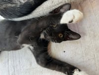 Banjo - Photo 3