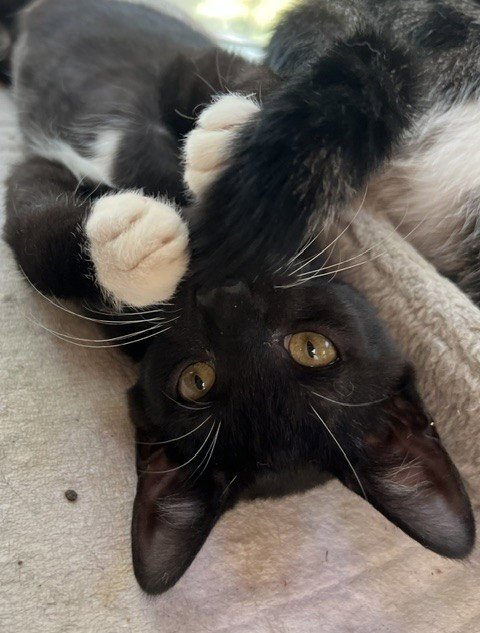BANJO - Domestic Short Hair available for adoption