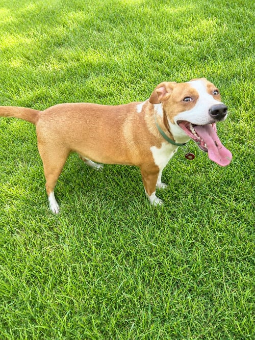 MARK FAITH - Pit Bull Terrier / Terrier available for adoption