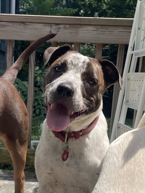 BEAU BRYCE - American Bulldog / Cattle Dog available for adoption