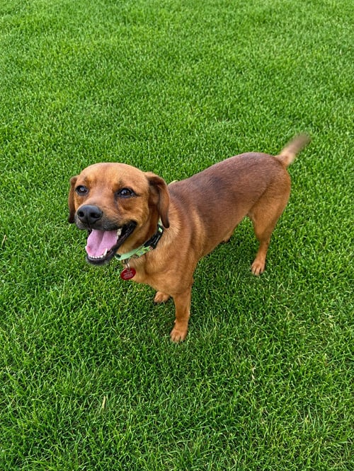 BARON - Beagle available for adoption
