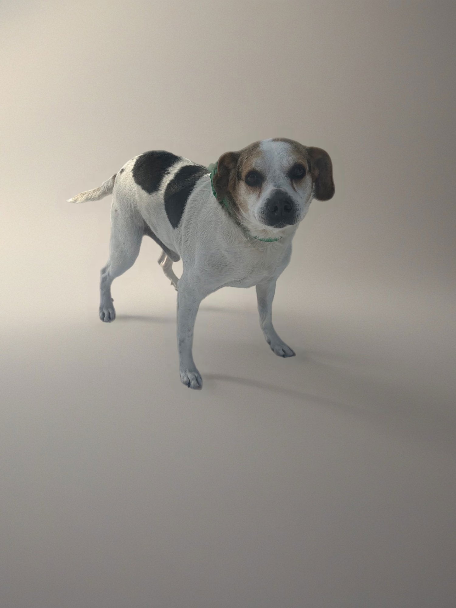 GERALD - Beagle for adoption in Nashville