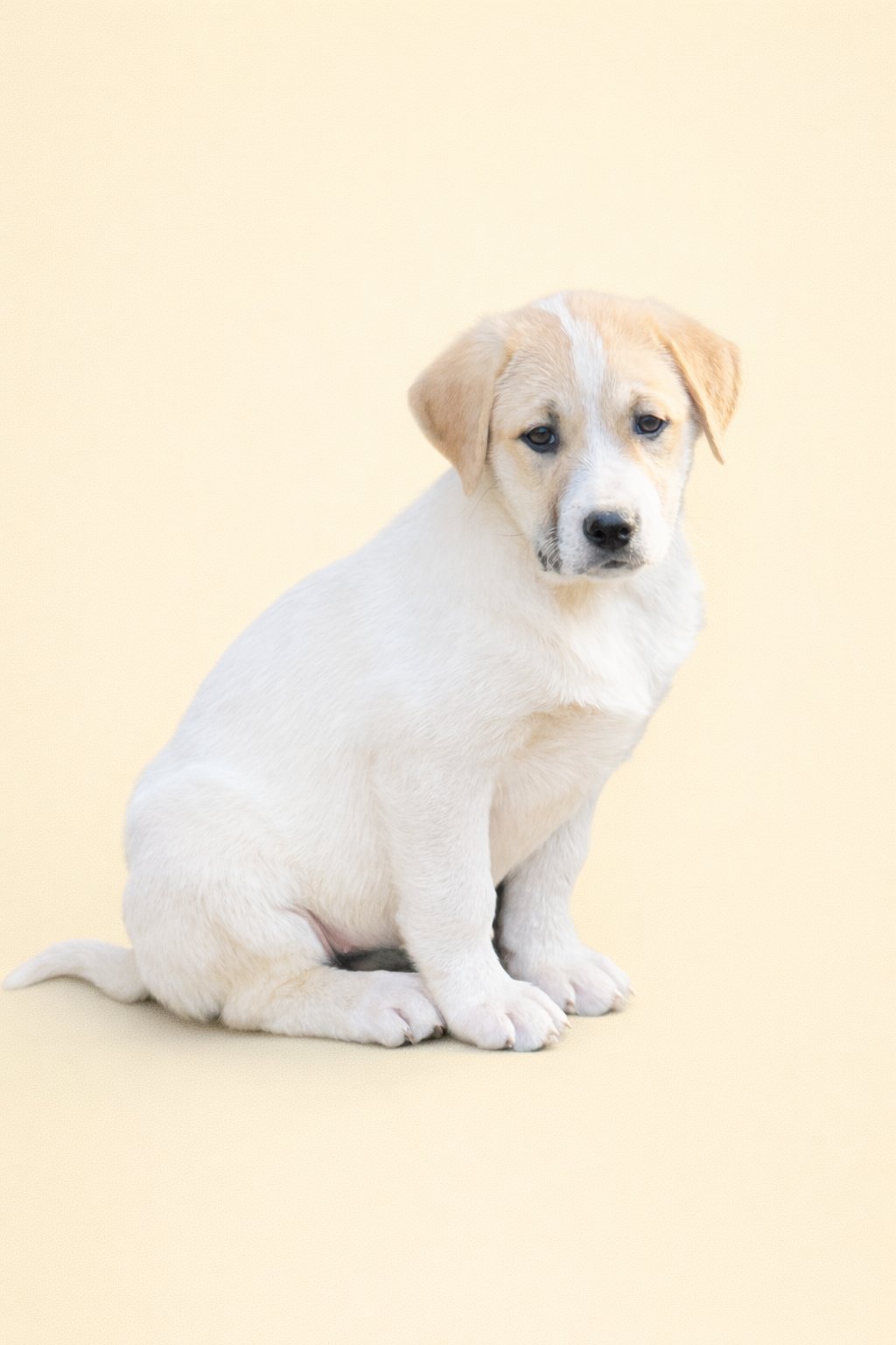 SHEENA - Great Pyrenees available for adoption