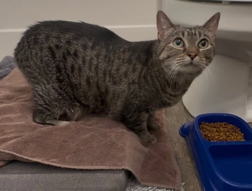 PEPPER - Domestic Short Hair available for adoption
