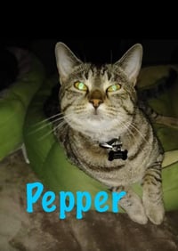 Pepper - Photo 2