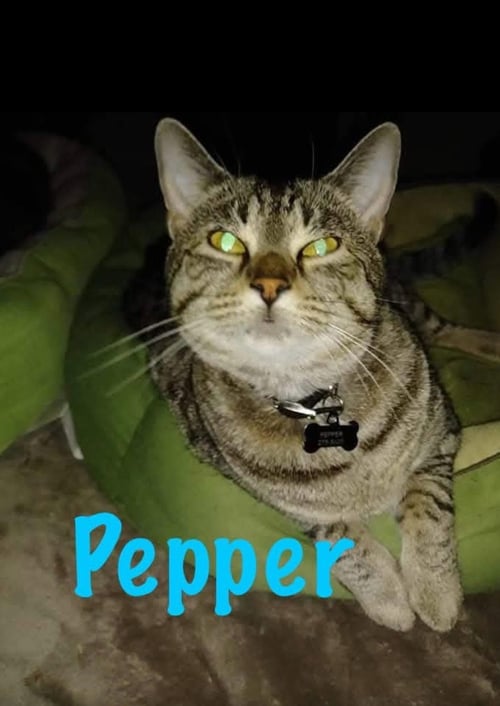PEPPER - Domestic Short Hair available for adoption