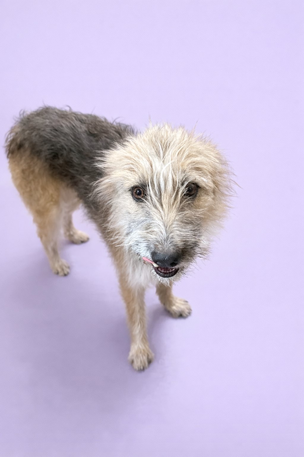 NOEL - Terrier available for adoption