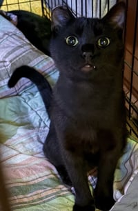 Jax - Photo 5