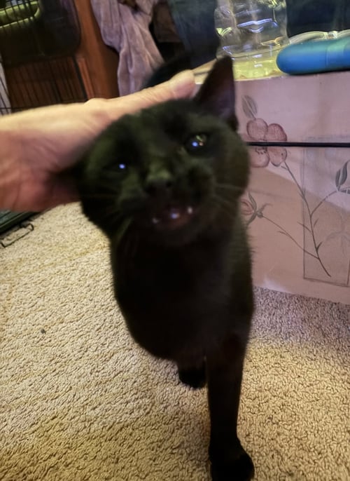 JAX - Domestic Short Hair available for adoption