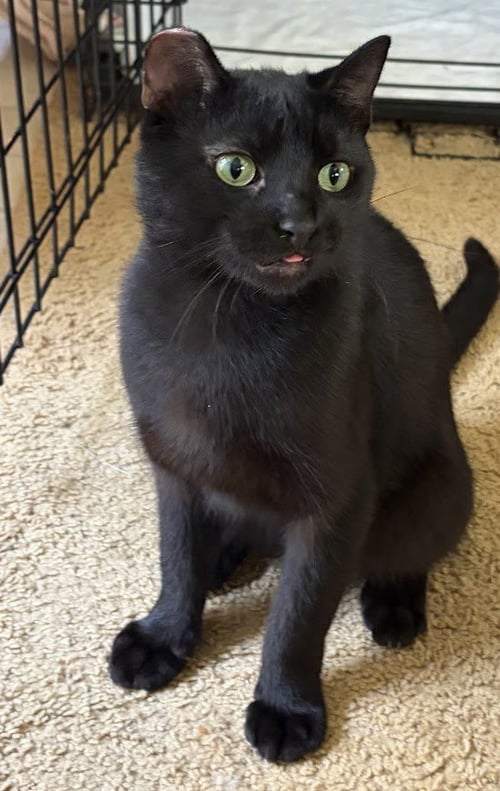 JAX - Domestic Short Hair available for adoption