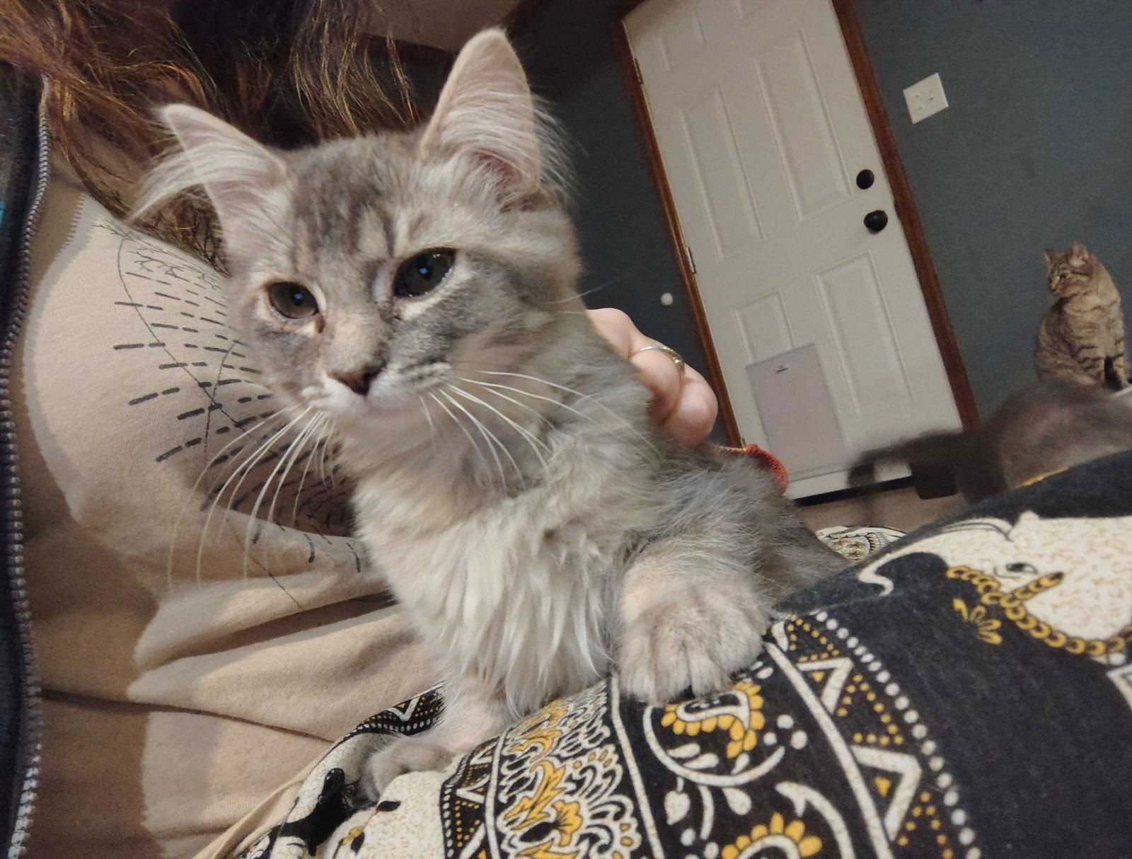 BARLEY - Domestic Short Hair for adoption in Nashville