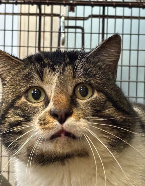 MARBLE - Domestic Short Hair available for adoption