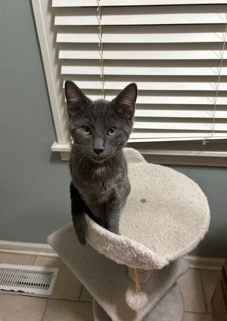 DOUG - Domestic Short Hair / Russian Blue available for adoption