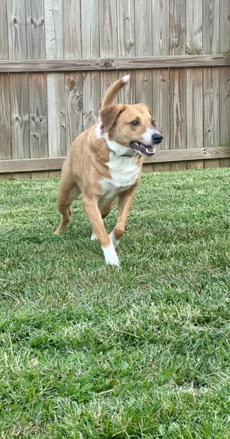 MAVERICK - Basenji available for adoption