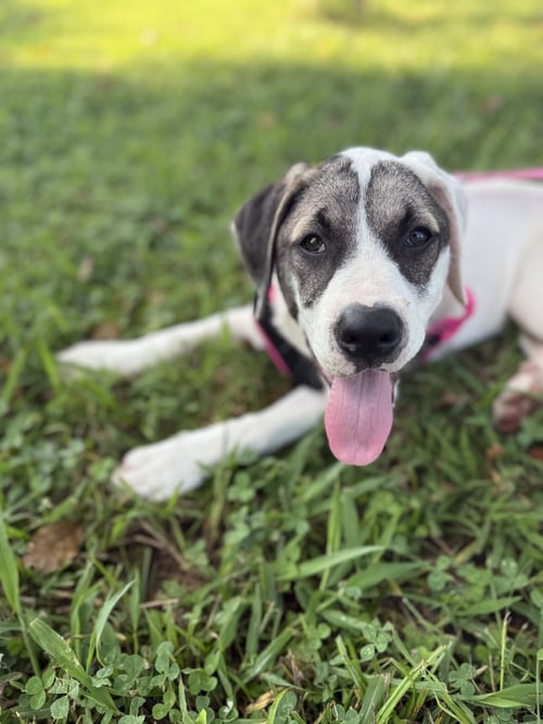 CRICKET (F) - Labrador Retriever / American Staffordshire Terrier for adoption in Nashville