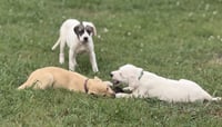 Cricket (f) - Photo 7