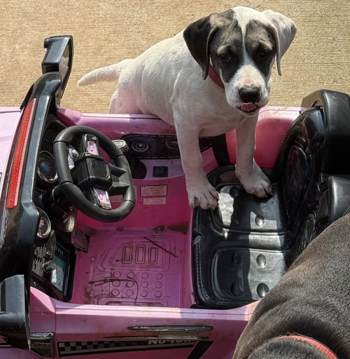 CRICKET (F) - Labrador Retriever / American Staffordshire Terrier available for adoption
