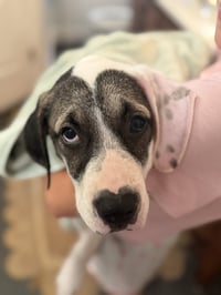 Cricket (f) - Photo 4