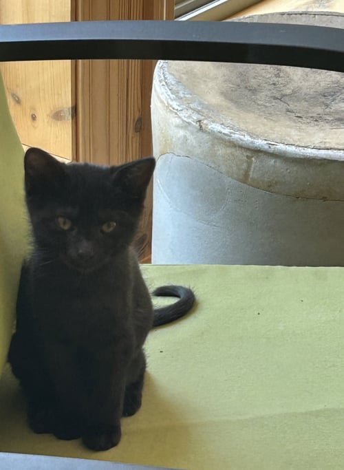 ROSEMARY - Domestic Short Hair available for adoption