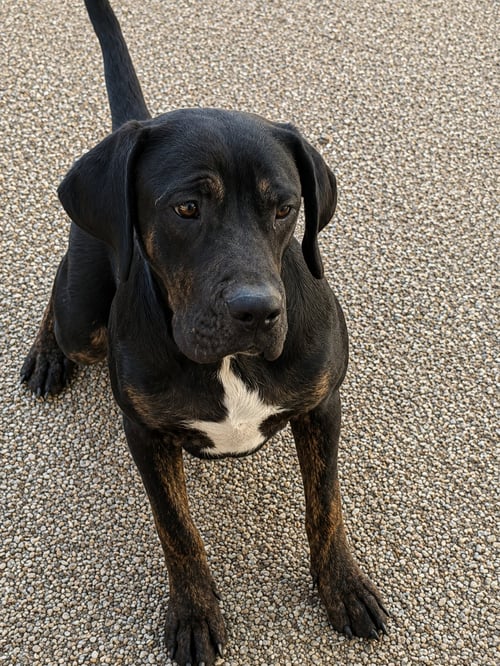 ARNOLD ALABAMA - Pit Bull Terrier available for adoption