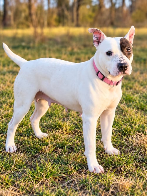 ROSIE ROSE - Pit Bull Terrier available for adoption