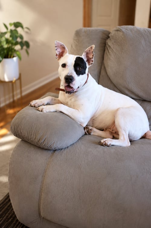 ROSIE ROSE - Pit Bull Terrier available for adoption