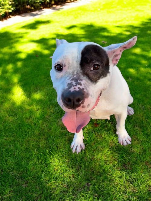 ROSIE ROSE - Pit Bull Terrier available for adoption