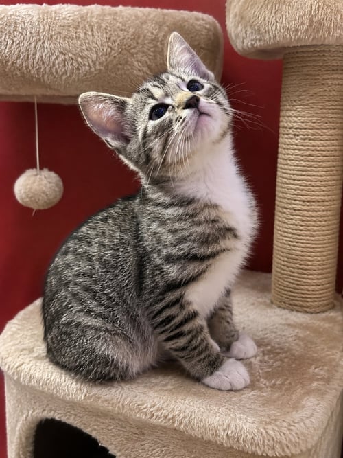 SOPHIA - Torbie available for adoption