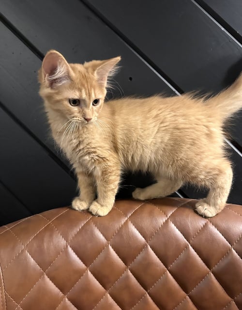 MOOLAH - Domestic Long Hair available for adoption