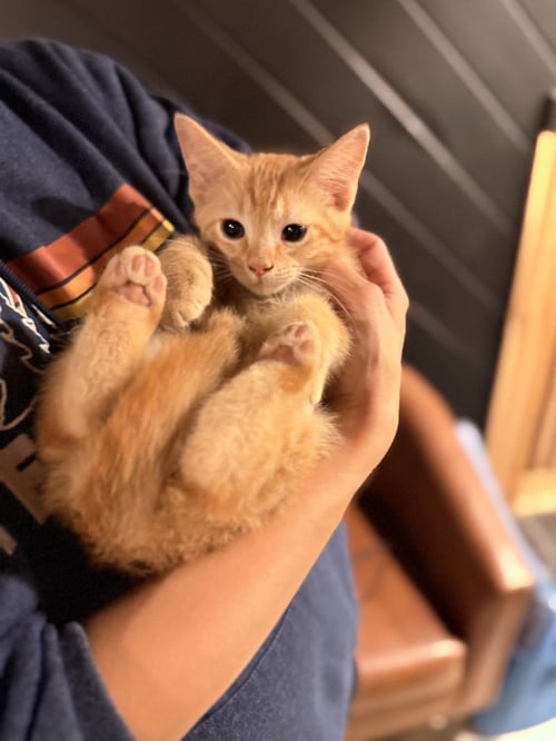 FARGO - Domestic Short Hair for adoption in Nashville