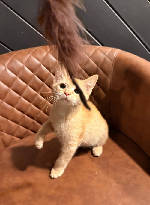 FARGO - Domestic Short Hair available for adoption