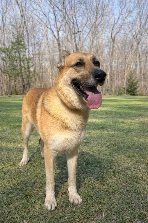 RACHEL GREEN - Shepherd available for adoption