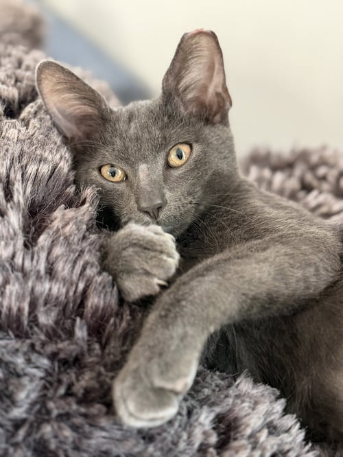 GREYSON - Domestic Short Hair available for adoption