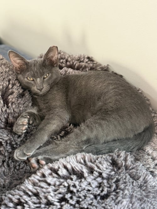 GREYSON - Domestic Short Hair available for adoption