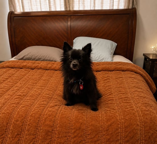 RAYLEEN - Pomeranian / Chihuahua available for adoption