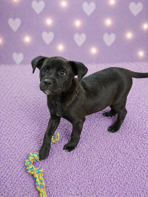 STEVIE (F) - Labrador Retriever available for adoption