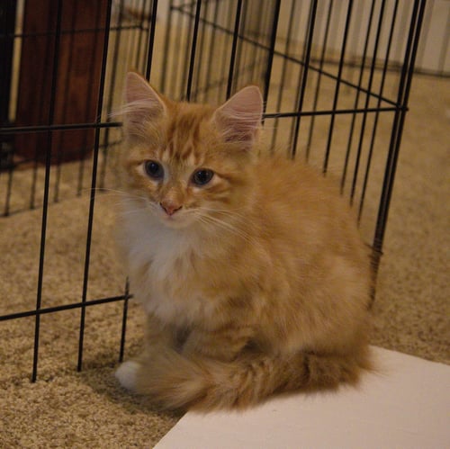 PRINCE - Domestic Long Hair available for adoption