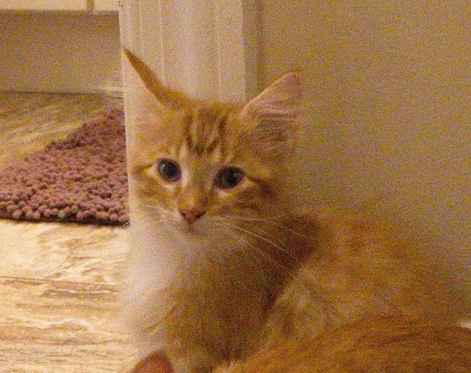 Prince Image