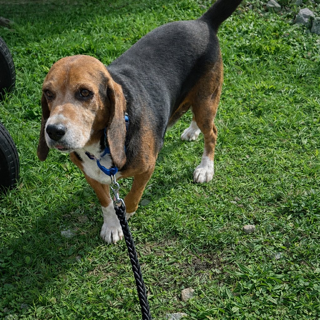 SAINT - Beagle available for adoption
