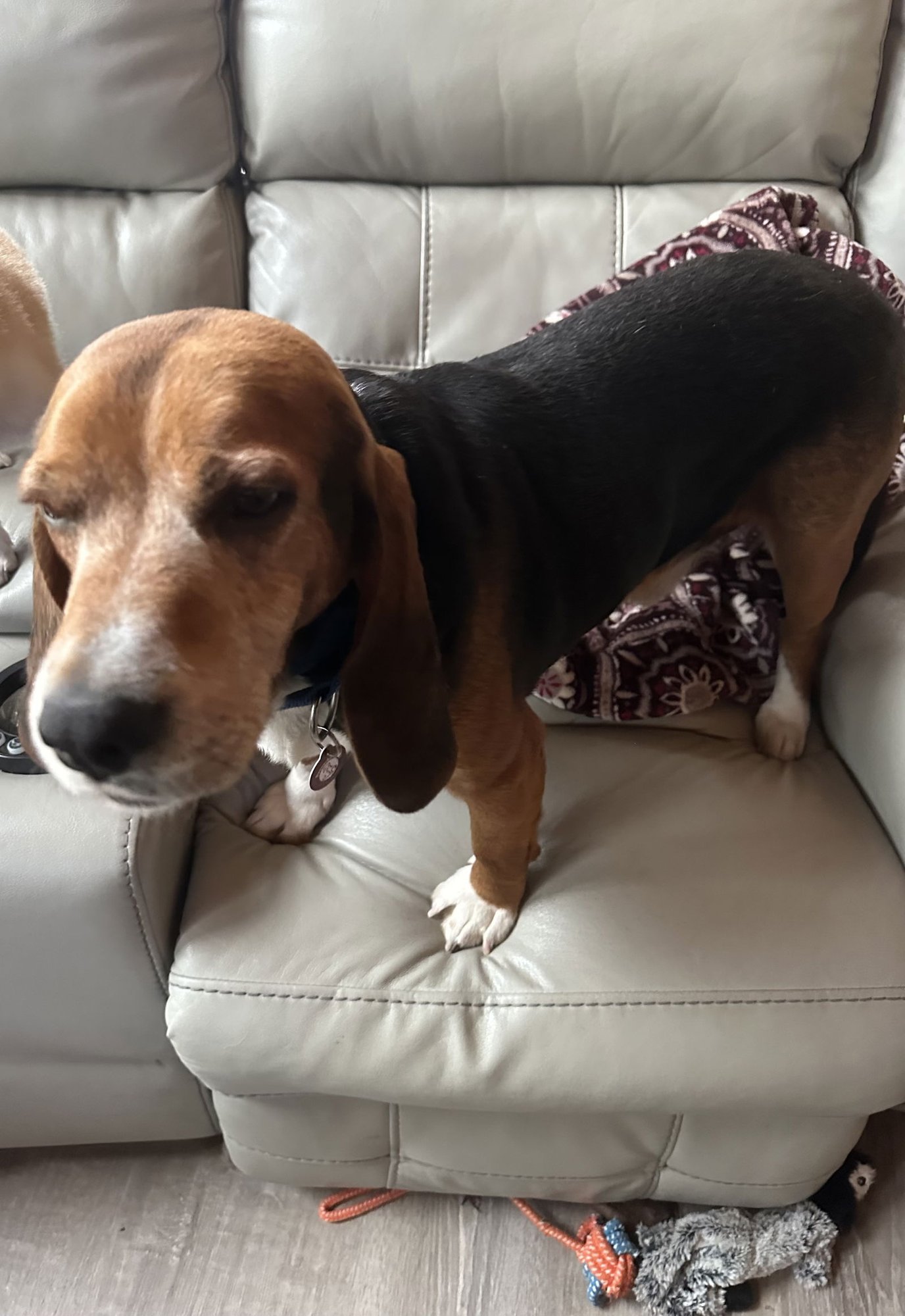 SAINT - Beagle available for adoption