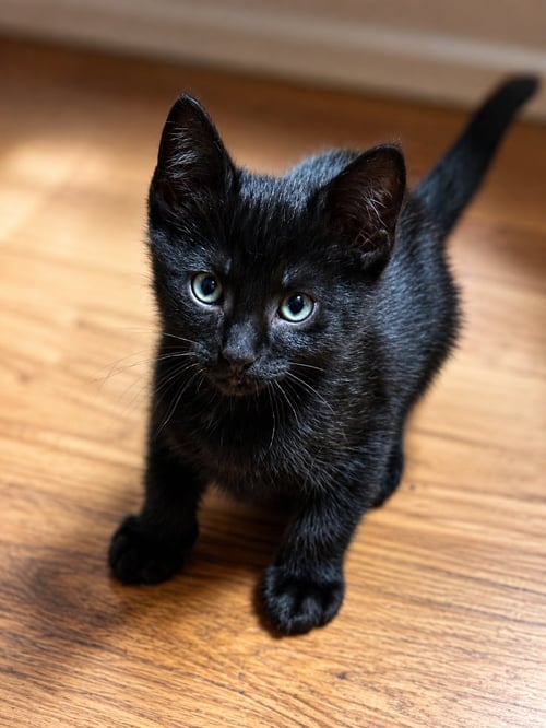 STEVIE - Domestic Short Hair available for adoption