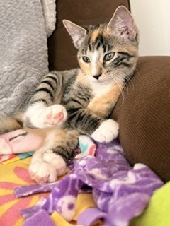 SUNDAE - Domestic Short Hair / Torbie available for adoption